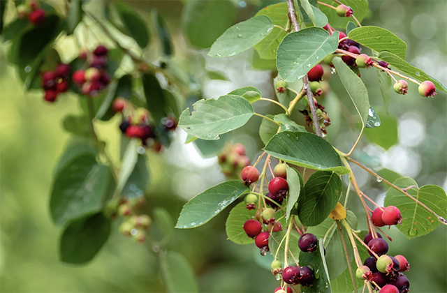 elderberry