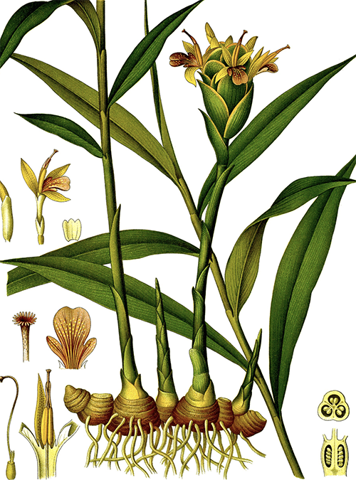ginger